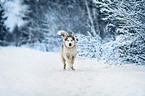 running Siberian Husky