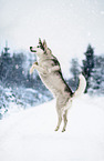 jumping Siberian Husky