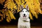 Siberian Husky Portrait