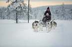 dog sledding