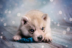 Siberian Husky Puppy