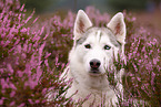 Siberian Husky Portrait