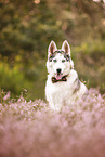 Siberian Husky in heath