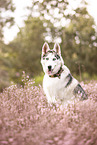 Siberian Husky in heath