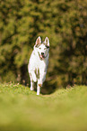 Siberian Husky in the summer