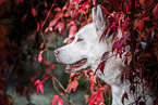 male Siberian Husky