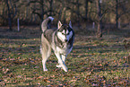 running Siberian Husky