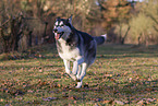 running Siberian Husky