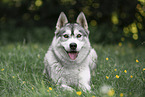 Siberian Husky