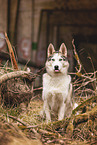 adult Siberian Husky