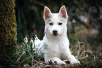 Siberian Husky Puppy