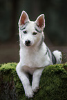 Siberian Husky Puppy