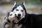 Siberian Huskys