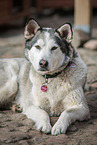 male Siberian Husky