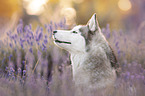 female Siberian Husky