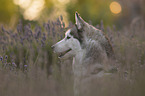 female Siberian Husky