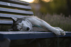 female Siberian Husky