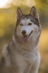 female Siberian Husky