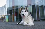 female Siberian Husky