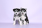 Siberian Husky Puppies