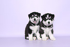 Siberian Husky Puppies