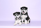 Siberian Husky Puppies