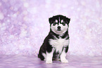 Siberian Husky Puppy