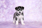 Siberian Husky Puppy