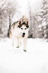Siberian Husky in winter