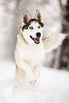 Siberian Husky in winter