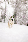 Siberian Husky in winter