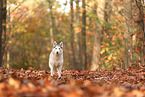 Siberian Husky in autumn