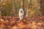 Siberian Husky in autumn