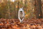 Siberian Husky in autumn