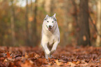 Siberian Husky in autumn