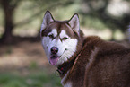 Siberian Husky Portrait