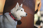 Siberian Husky