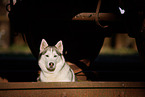 Siberian Husky