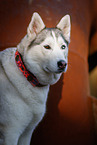 Siberian Husky