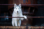 Siberian Husky