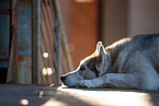 Siberian Husky