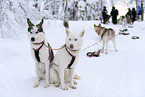 Siberian Huskys