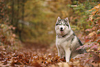 Siberian Husky