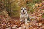 Siberian Husky