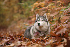 Siberian Husky