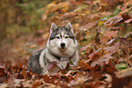 Siberian Husky
