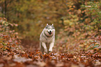 Siberian Husky