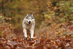 Siberian Husky