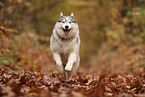 Siberian Husky