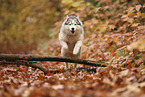 Siberian Husky
